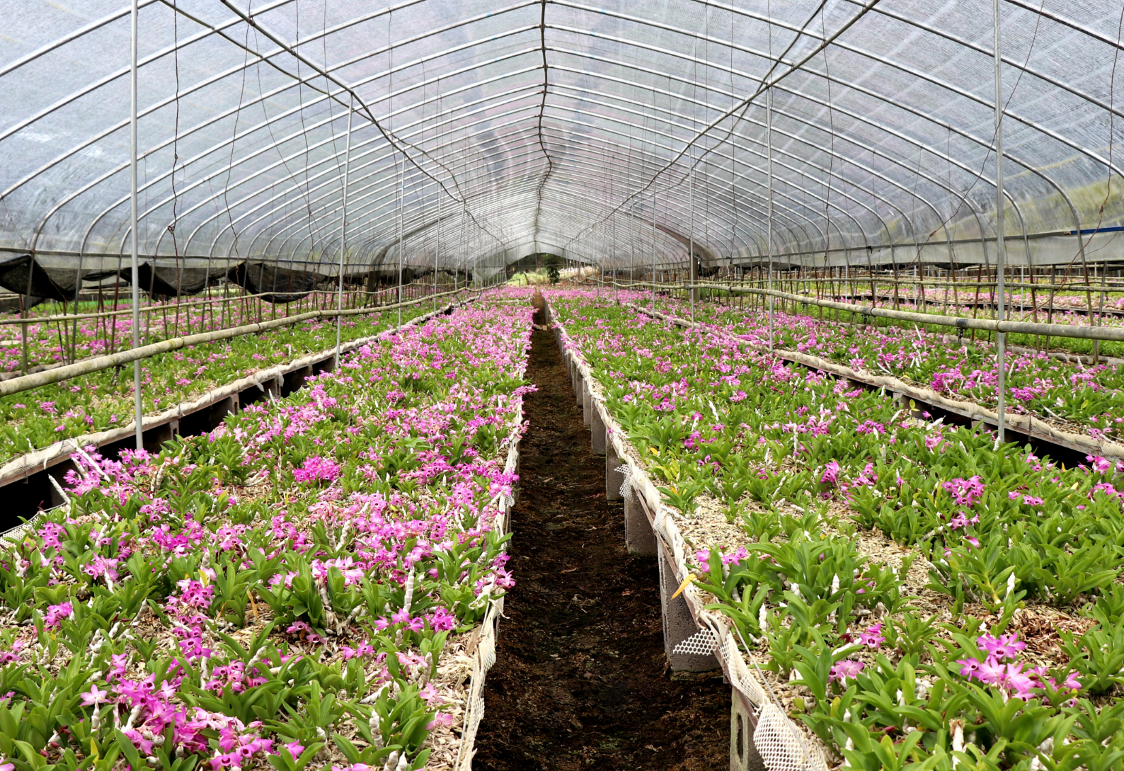 就龙陵“三色”新画卷麻将胡了绿美交通绘(图2)